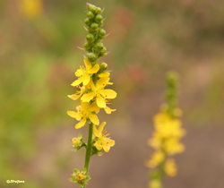agrimony