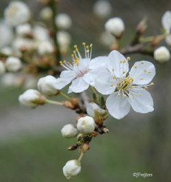 cherry plum