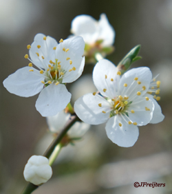 bachbloesemtuin