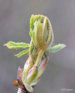 chestnut bud