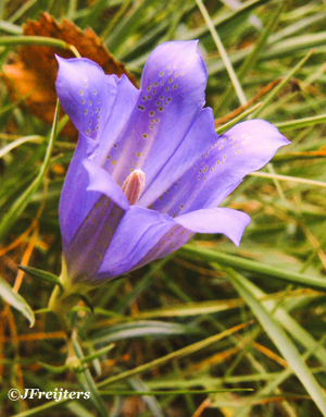 gentian