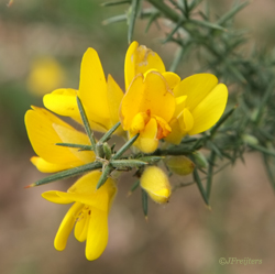 gorse