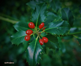 holly