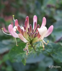 honeysuckle