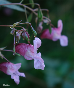 impatiens