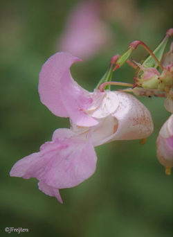 impatiens
