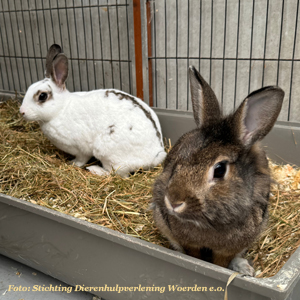 konijntjes