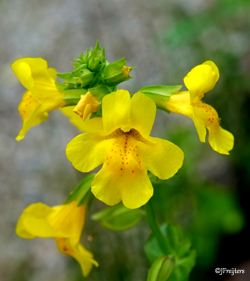 mimulus