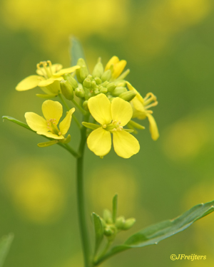 mustard