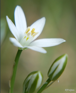 Star of Bethlehem
