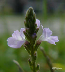 vervain