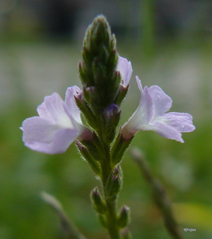 vervain