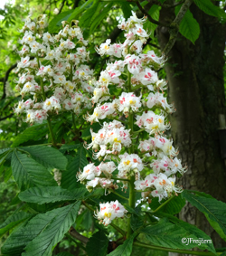 white chestnut