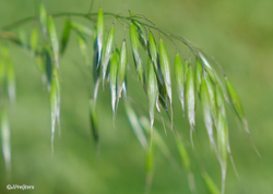 Wild oat