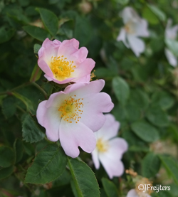 wild rose