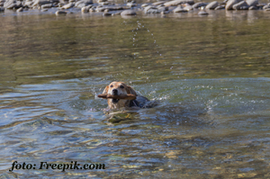 zwemmende-hond